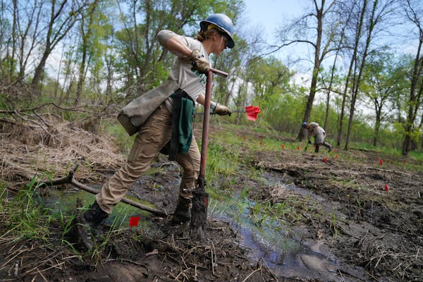 Conservation Corps volunteer Sarah Curran planted trees near the Mississippi River in 2019 to counter more frequent, severe flooding due to climate ch