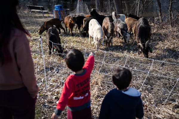 Brothers Leonardo, 3, and Gabriel Munoz, 2, watched as goats ate their way around at Creekview Park on Thursday, April 21, 2022 in New Brighton, Minn.