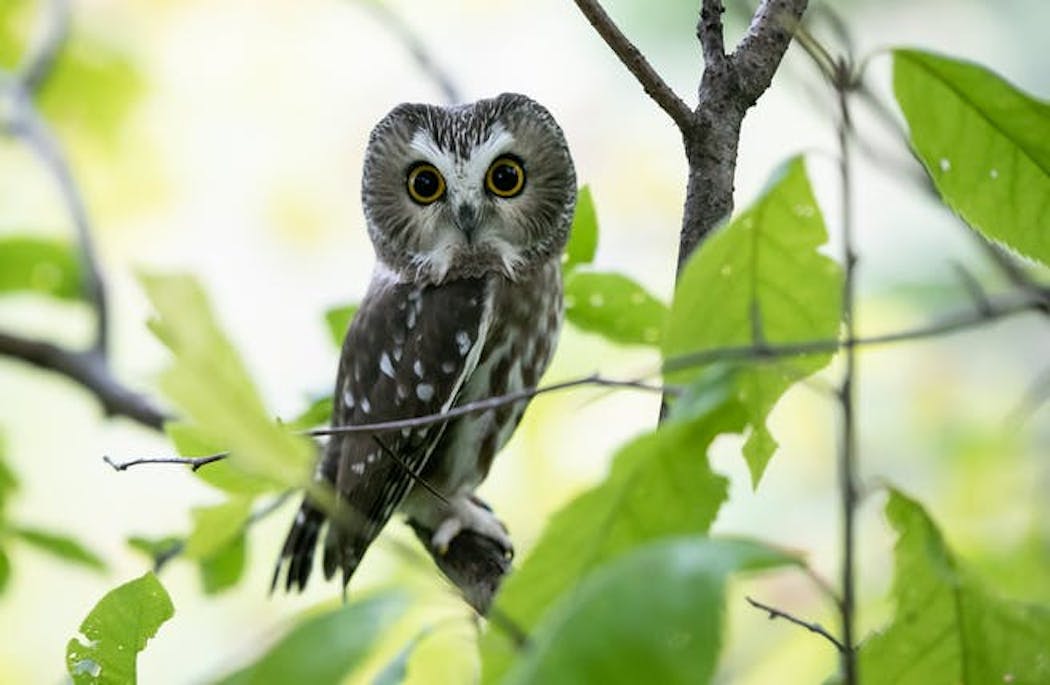 A northern saw-whet owl.