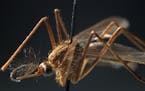 A Culex pipien mosquito specimen in the insect collection at the Field Museum shows the type of mosquito that carries the West Nile virus. 