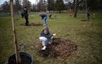 Edison junior Benjamin Vang, 16, planted a tree during the Litter League’s Earth Day Launch event on April 23, 2022. at North Commons Park in Minnea