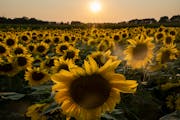 The sun sets — and so do the sunflowers — at Green Barn Garden Center in Isanti, Minn.