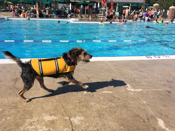 Just because you’re a dog doesn’t mean you can’t enjoy the pool at the country club.