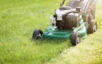 Don’t mow more than a third of the height of the grass.
