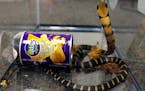 This undated photo provided by U.S. Fish and Wildlife shows a king cobra snake hidden in a potato chip can that was found in the mail in Los Angeles. 