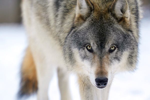 Lia, a gray wolf in the exhibit pack at the Minnesota Zoo, wanders her snow-filled enclosure in Apple Valley.