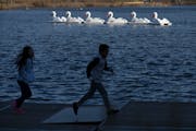 Katalina Hoeun, 9, and her brother Werha, 11, of St. Paul ran along a dock as swan boats floated behind them on Como Lake in St. Paul on Wednesday.