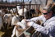 Tiffany Farrier is owner of the state’s first halal-certified farm, Kandi Acres.