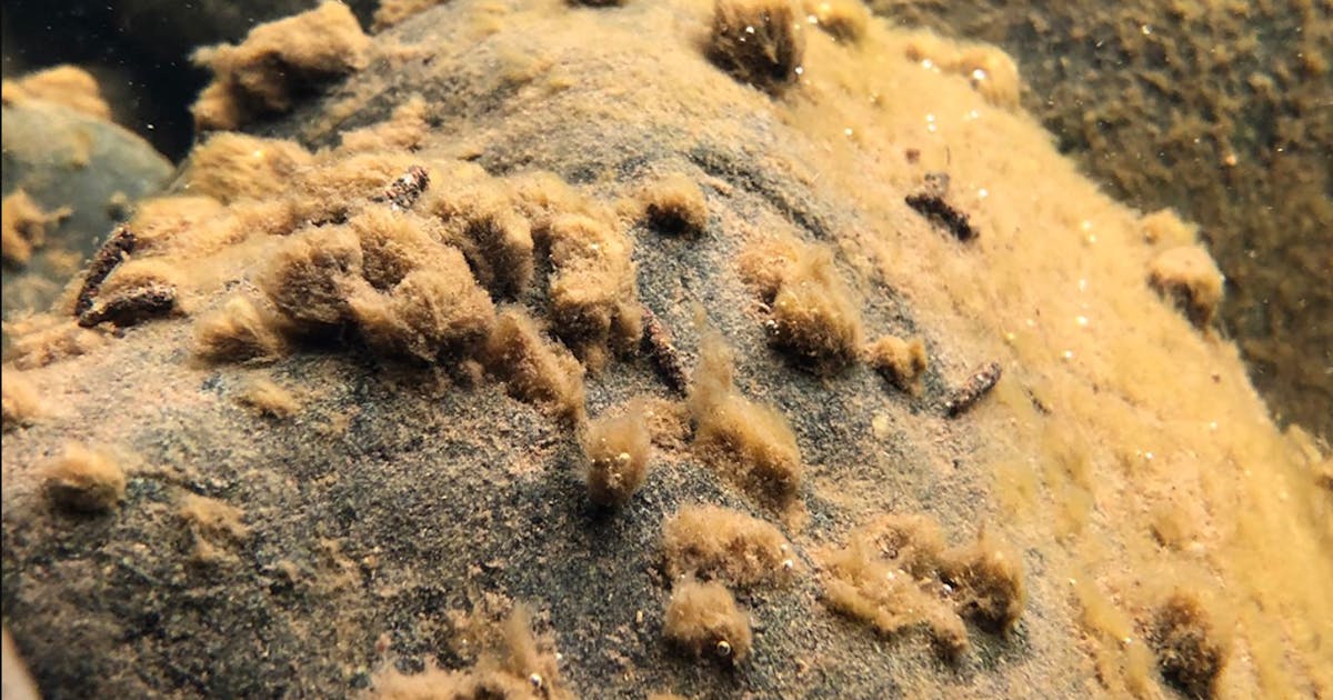 Investigadores atacan North Shore Streams para desentrañar el misterio de las algas ‘Rock Snot’