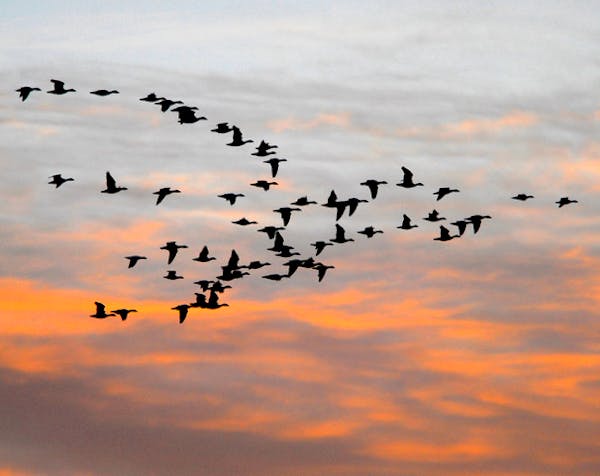 A flock of geese at sunset.