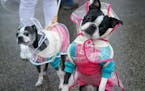 Jozey, right, and Pauley the boston terriers are dressed for the rainy weather. Jozey’s nails match the rain poncho she’s wearing.