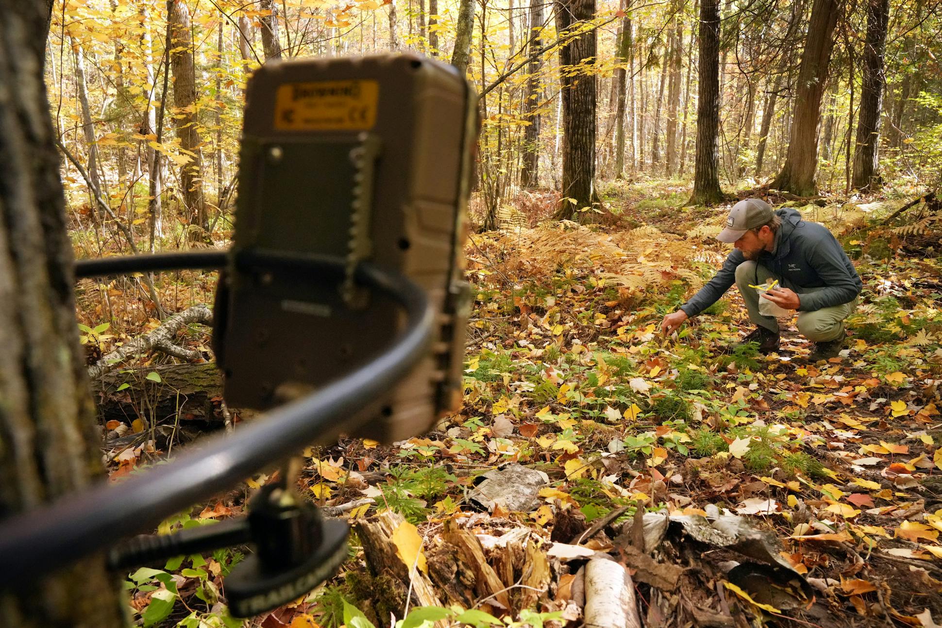 Homkes added a scent to the ground to encourage animals to stop in front of one of the 175-200 trail cameras the team has deployed at any given time.