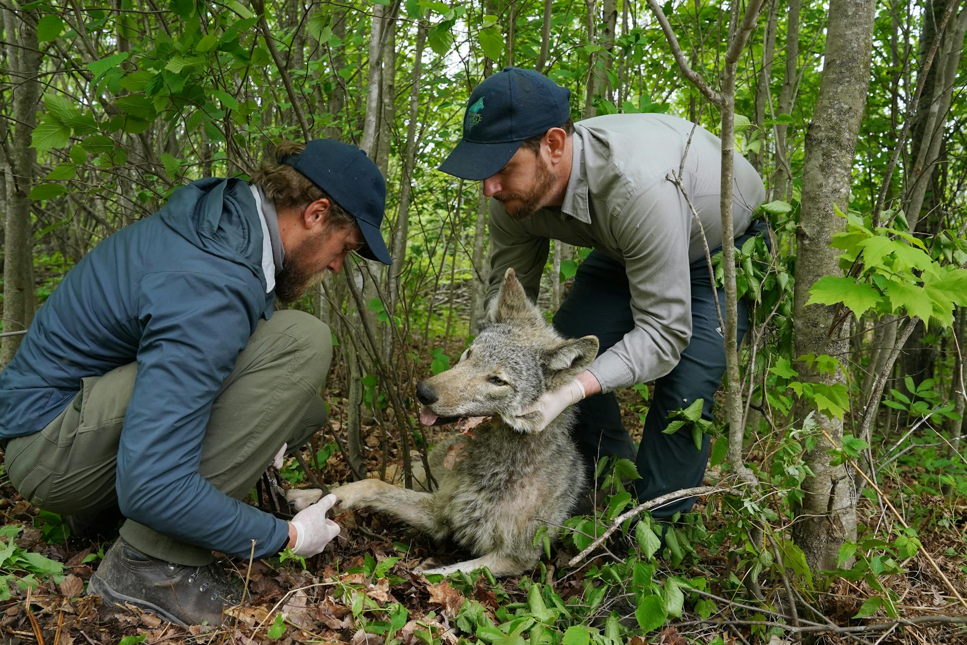 Homkes, left, and Gable of the Voyageurs Wolf Project removed a padded research trap from sedated gray wolf O1T.