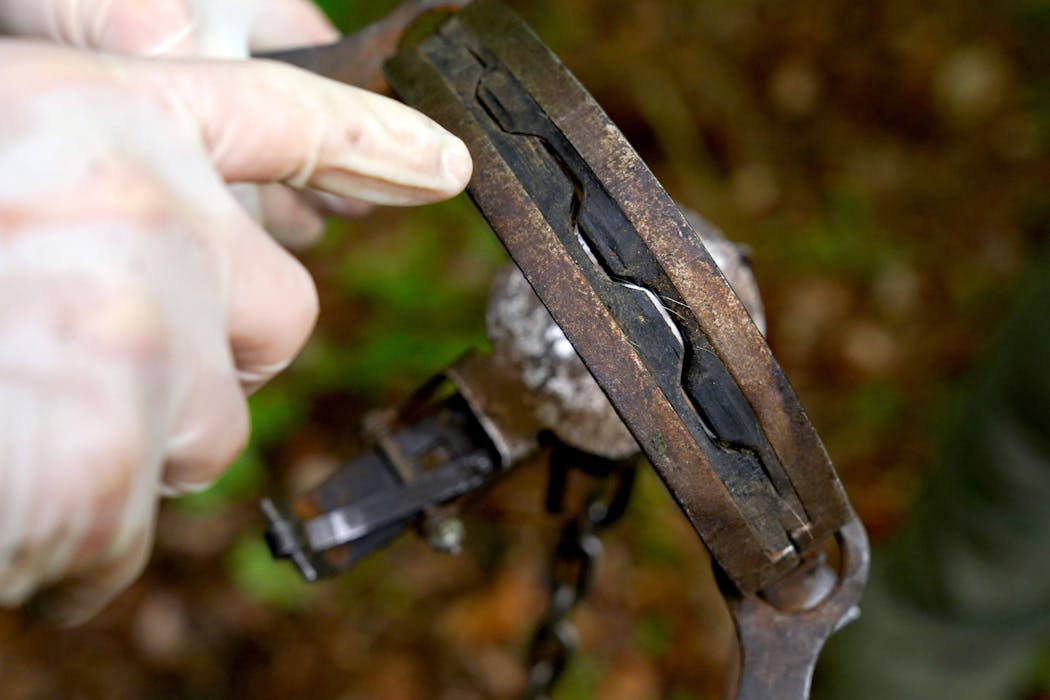 The padded rubber jaws of a foothold research trap grip the wolf's foot but do not injure it. The wavy pattern of the rubber grip prevents the wolf's foot from sliding back and forth, and the rubber prevents lacerations.