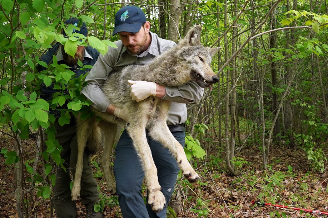 Homkes and Gable carried O1T from the woods after sedating him.
