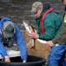DNR fisheries biologists capture walleyes in order to develop management plans for premier fishing lakes. The science is key to sustaining good fishin