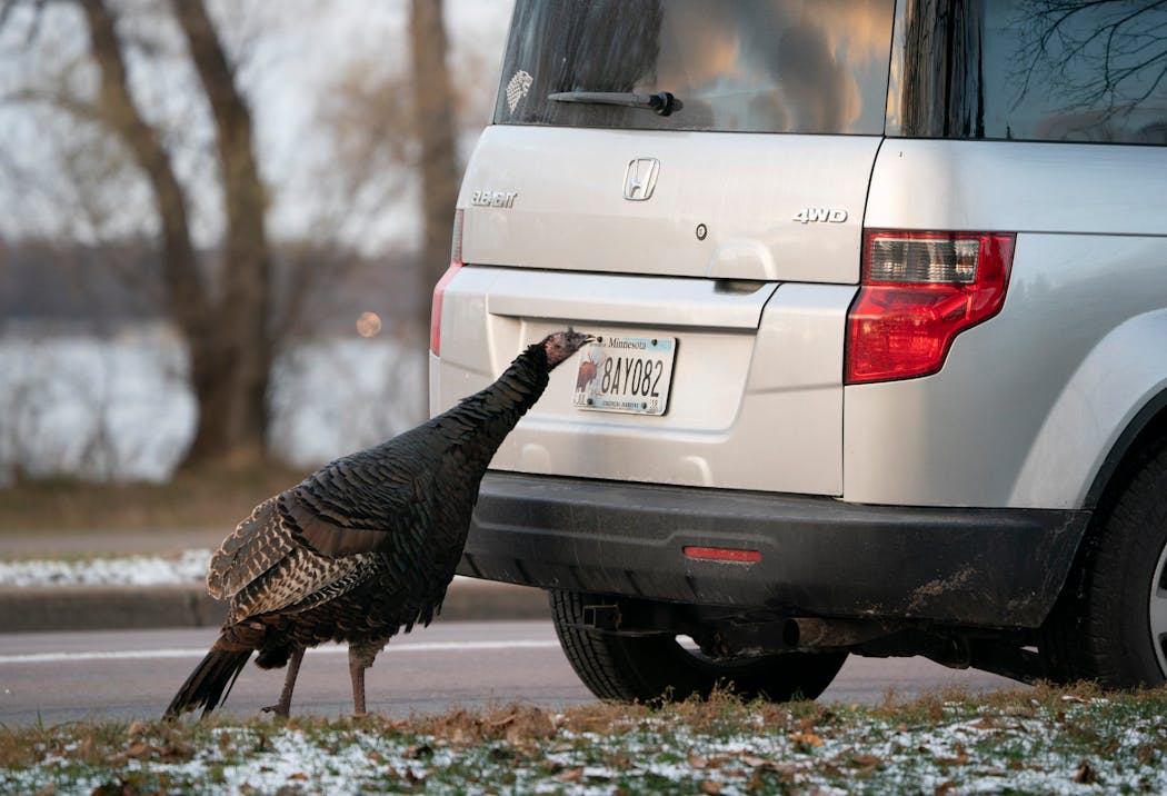 A turkey mistook a license plate bolt for a morsel of food while foraging along East Lake Nokomis Parkway in 2018.