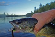 Opening Day 2022 looms for Minnesota walleye anglers, and hopes, as alway, are high.. (Dennis Anderson/Minneapolis Star Tribune/TNS) ORG XMIT: 4334251