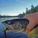 Opening Day 2022 looms for Minnesota walleye anglers, and hopes, as alway, are high.. (Dennis Anderson/Minneapolis Star Tribune/TNS) ORG XMIT: 4334251