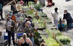 Gardeners flock to the Friends School of Minnesota fundraiser plant sale Friday morning at the Minnesota State Fair grounds. 