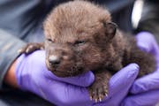 The Voyageurs Wolf Project tagged its first wolf pups of the season. The two pups are from the Half-Moon Pack, though researchers suspect more exist i