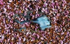 A mask is partly covered by petals that blew off a nearby blooming tree in a parking lot in Omaha.