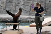 Como Zoo trainer Melanie Haut waves to the crowd alongside “Poppy” the sea lion during a Sparky the Sea Lion show Monday, May 9, 2022 at the Como 