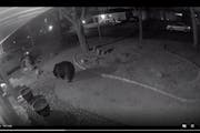 Judy Houseman’s surveillance camera captured this black bear walking through her St. Louis Park yard Sunday evening.
