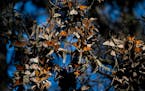 Tens of thousands of western monarch butterflies cluster together on lace lichen and Monterey pines at the Monarch Butterfly Sanctuary in Pacific Grov