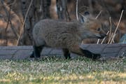 Bird flu has been detected in two red fox kits in Canada and now in a fox kit in Minnesota.
