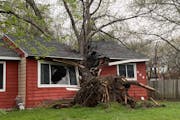 A large tree split a Coon Rapids house in half when it toppled in Wednesday night’s storm, as seen Thursday morning.
