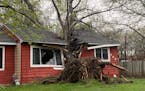 A large tree split a Coon Rapids house in half when it toppled in Wednesday night’s storm, as seen Thursday morning.
