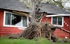 A tree toppled by high winds from an overnight thunderstorm on May 12 smashed into a Coon Rapids house, splitting it in two.
