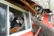 A tree toppled by high winds from an overnight thunderstorm on May 12 smashed into a Coon Rapids house, splitting it in two.