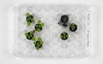 This 2021 photo provided by the University of Florida, Institute of Food and Agricultural Sciences shows the differences between thale cress plants gr