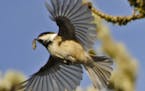 Black-capped chickadees prefer to nest where insects are plentiful.