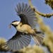 Black-capped chickadees prefer to nest where insects are plentiful.