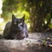 Outdoor cats can spread disease and negatively impact native species.
