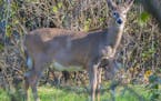 News of the Weird: Bombed Bambi alert: drunk deer ahead