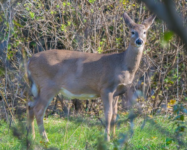 Minnesota state biologists have found neonicotinoids in deer spleens collected from road kill and hunters last fall.