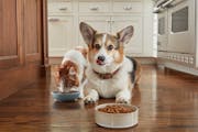 U.S. spending on pet food and treats has jumped from $37 billion in 2019 to $50 billion in 2021, according to the American Pet Products Association. B