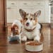 U.S. spending on pet food and treats has jumped from $37 billion in 2019 to $50 billion in 2021, according to the American Pet Products Association. B