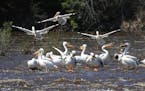 Just upstream from the polluted former U.S. Steel site along the St. Louis River, a flock of pelicans congregated at Chambers Grove Park. The Environm