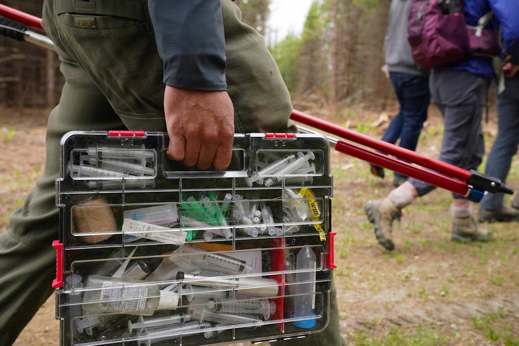 A catch pole, a jab stick and a box of medical supplies are part of the job of safely capturing a wolf to collar it.