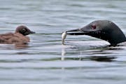 The common loon, Minnesota’s state bird, is back on many lakes, nesting and raising young.