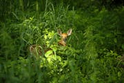 A fawn near the banks of Dobbins Creek in the Jay C. Hormel Nature Center in Austin.