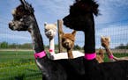 The juvenile female alpacas are allowed to roam outside after being sheared at Triple T Alpaca in Foreston, Minn. Once sheared, certain fleece are jud