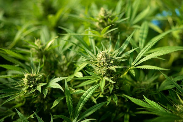 A new state law legalizes some products containing hemp-derived THC.