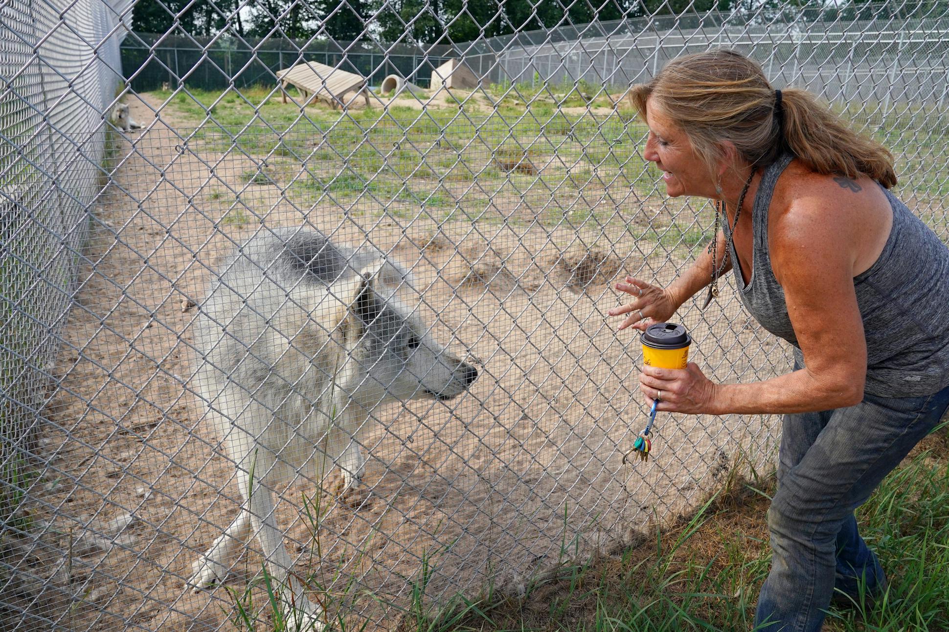 Peggy Callahan greeted Vlad, a gray wolf at the Wildlife Science Center. Callahan has spent years studying the complicated creatures, and she says it's the bottle-fed wolves like Vlad that will kill you; the ones that were born and raised wild never seem to care enough about a human to try.