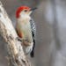 A red-bellied woodpecker, with namesake red wash on belly.